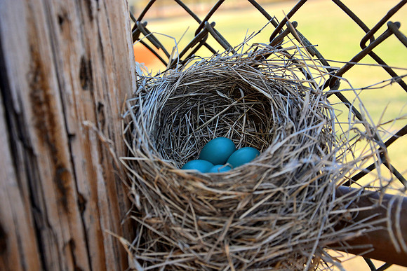 robin's eggs