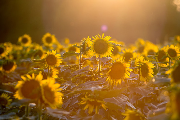 sunflowers
