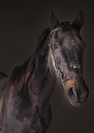 ZII_4931-Edit