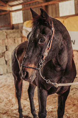 ZII_4936
