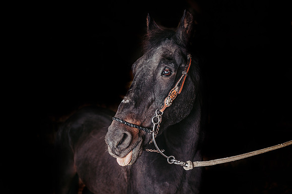 ZII_4981-Edit