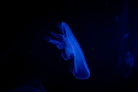 ZII_0004-3