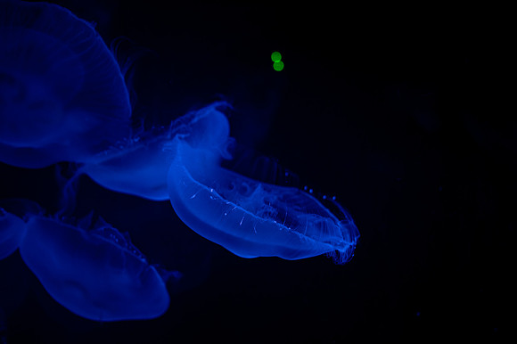 ZII_0007-3
