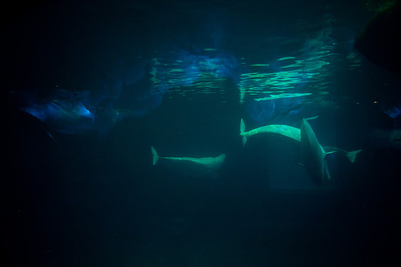 ZII_0009-3