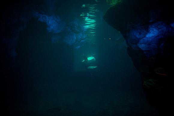 ZII_0010-3