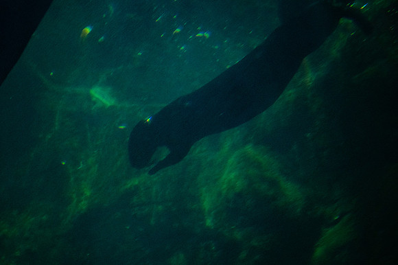ZII_0028-3