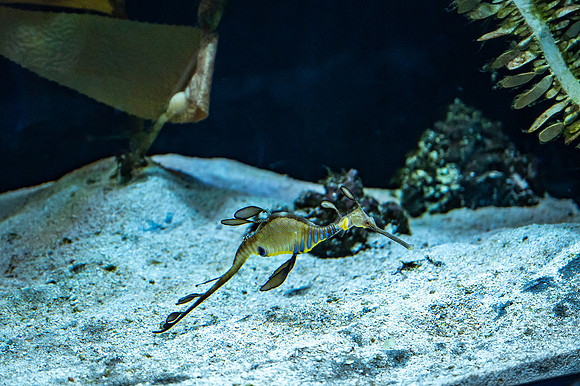 ZII_0058-3