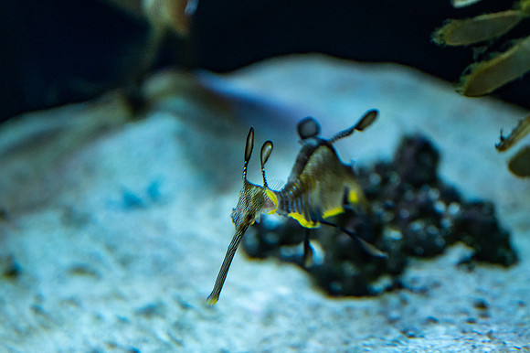 ZII_0059-3