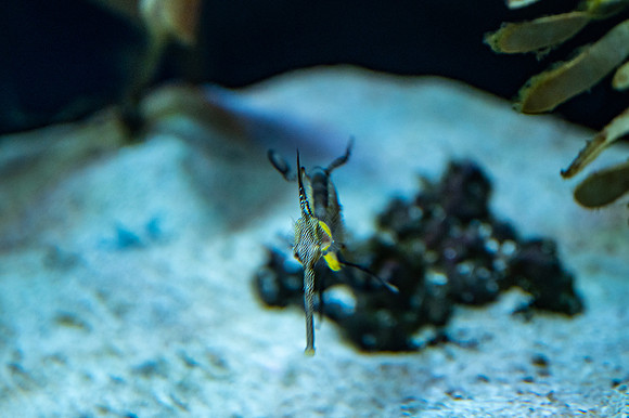 ZII_0060-3