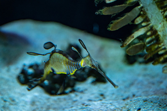 ZII_0063-3