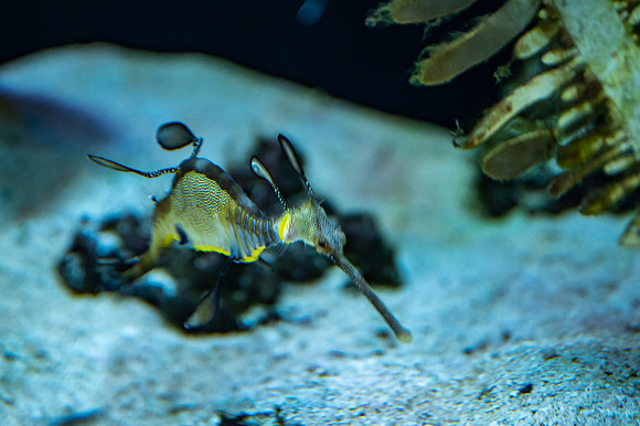 ZII_0062-2