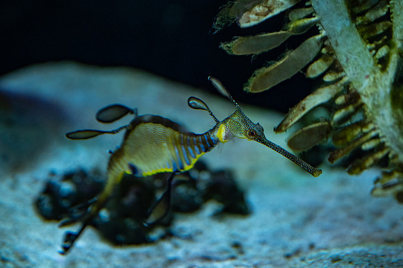ZII_0065-3