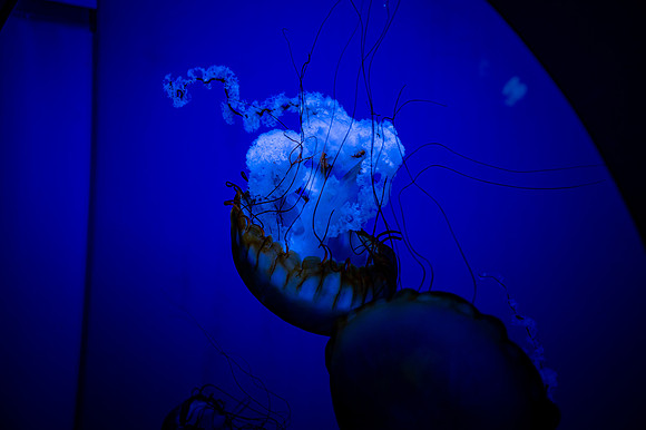 ZII_0070-2
