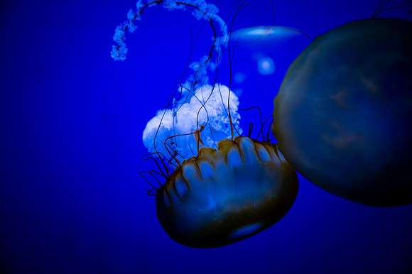ZII_0071-2