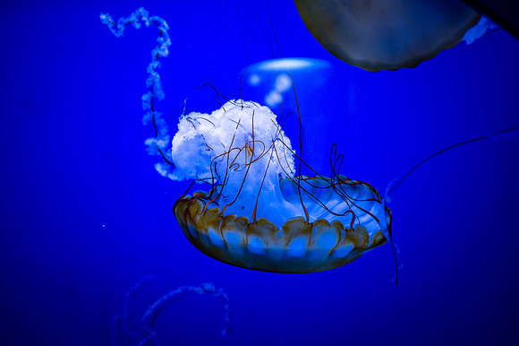 ZII_0074-2