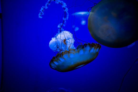 ZII_0073-2