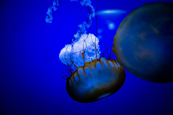 ZII_0072-2