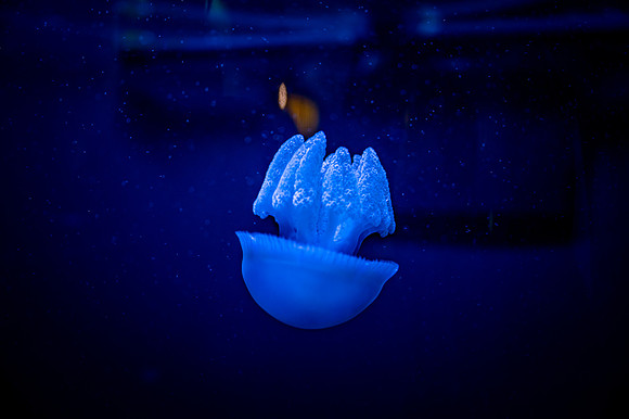 ZII_0075-2