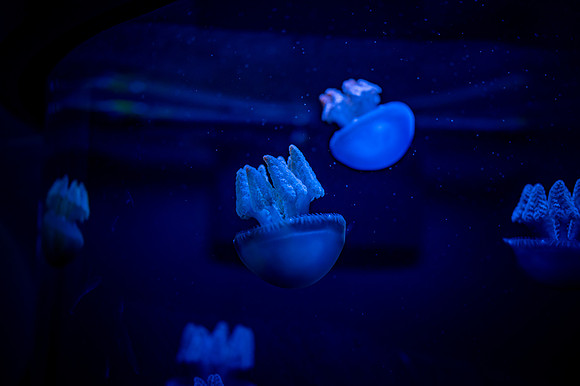 ZII_0078-2