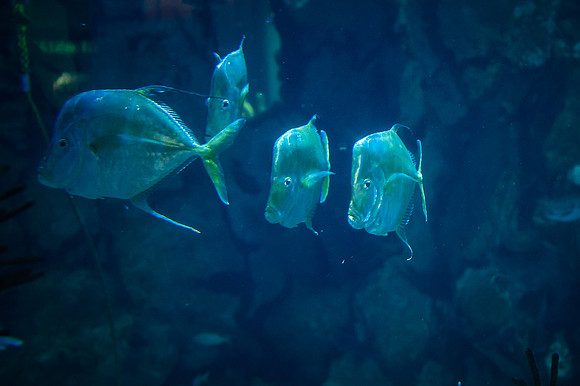 ZII_9863