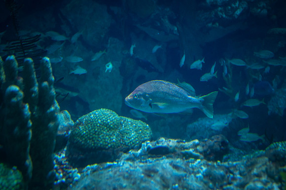 ZII_9874
