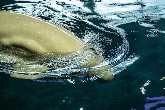 ZII_9966