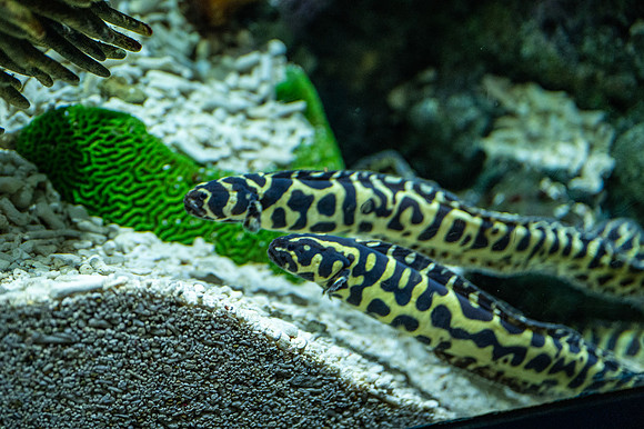 ZII_9985