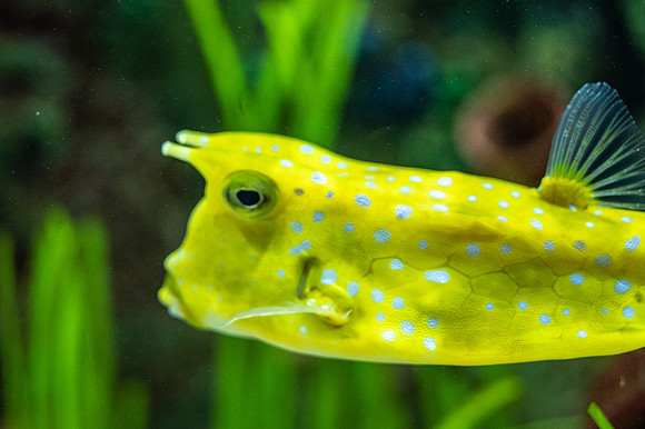 ZII_9990