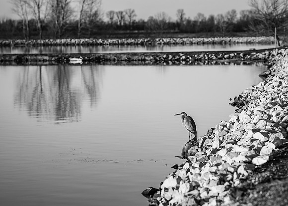 _Z612926