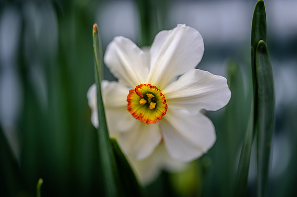 jonquil