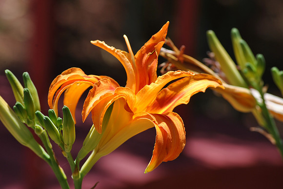 lily