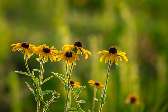 black eye susans