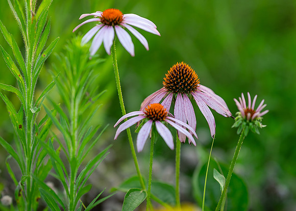 coneflowers