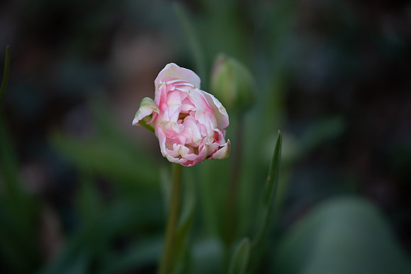peony
