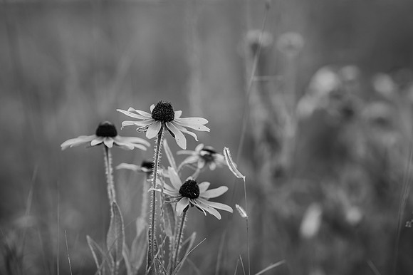 ZII_4351