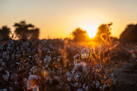 cotton