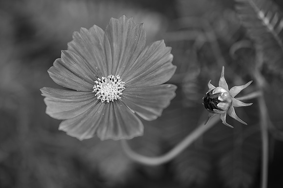 DSC_0744