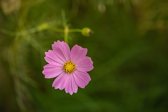 DSC_0756