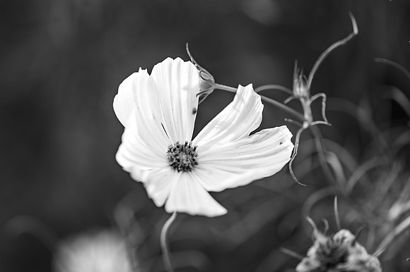 DSC_0776
