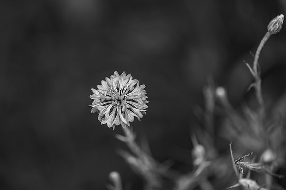 DSC_0780