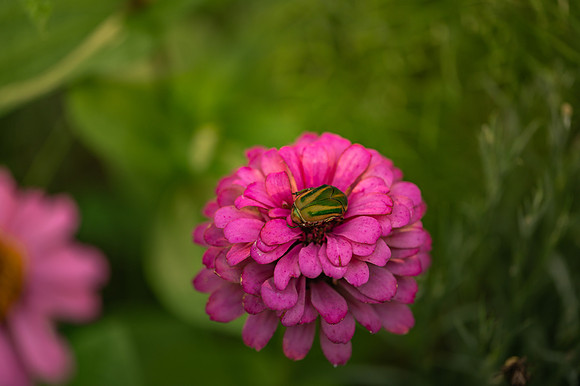 DSC_0809