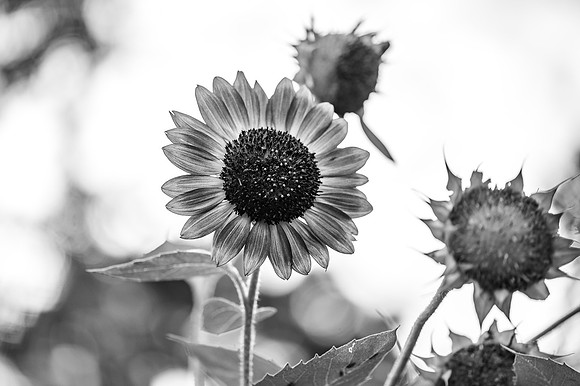 DSC_0820