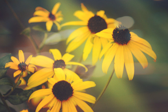black eye susans