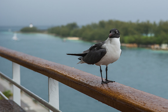 seagull