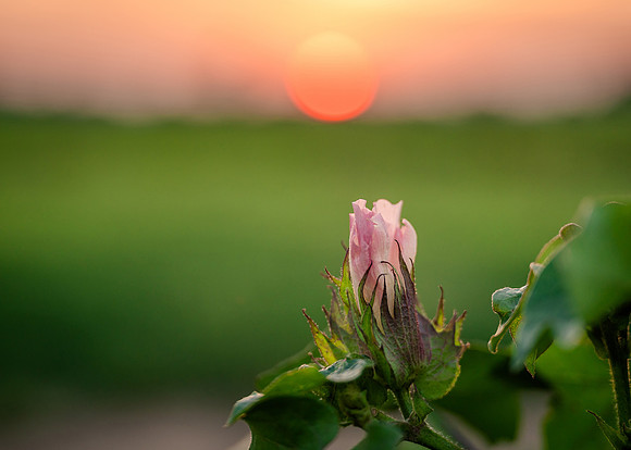 cotton flower