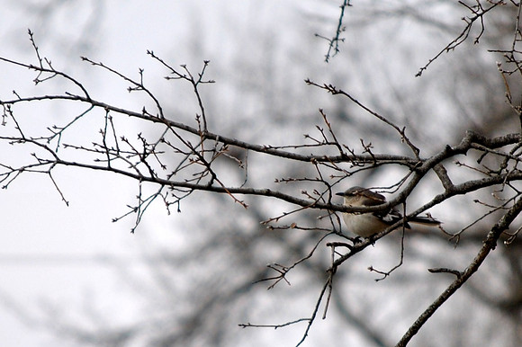 sparrow