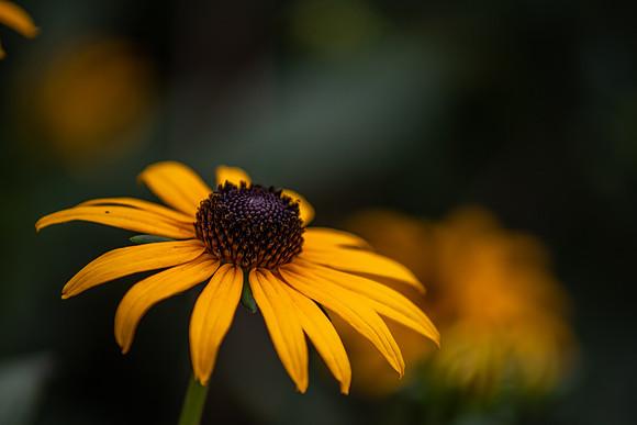 black eye susan