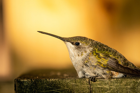 humming bird