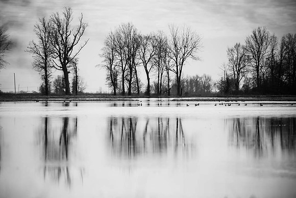 trees