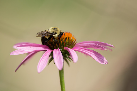 bee and flower